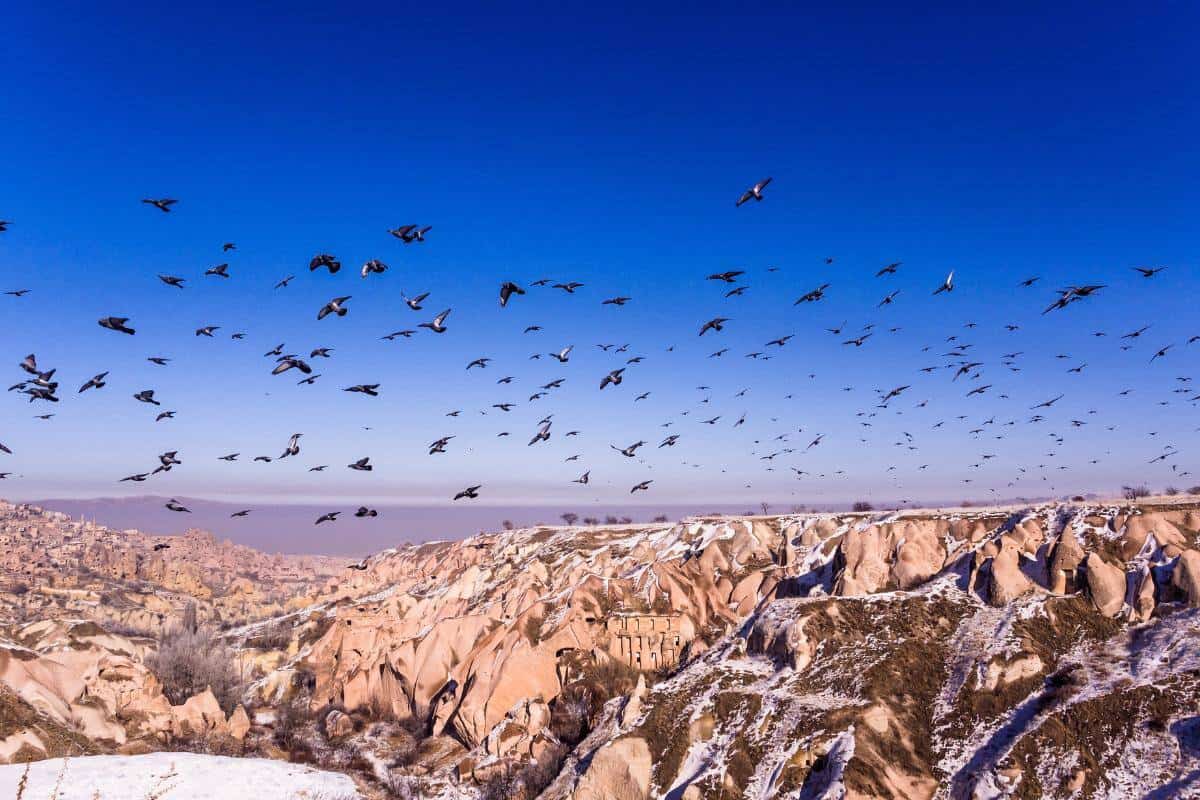 Pigeon Valley